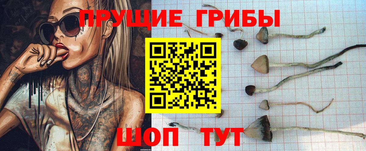 Канаш  сколько стоит  Вход с VPN  Псилоцибиновые грибы GOLDEN TEACHER 