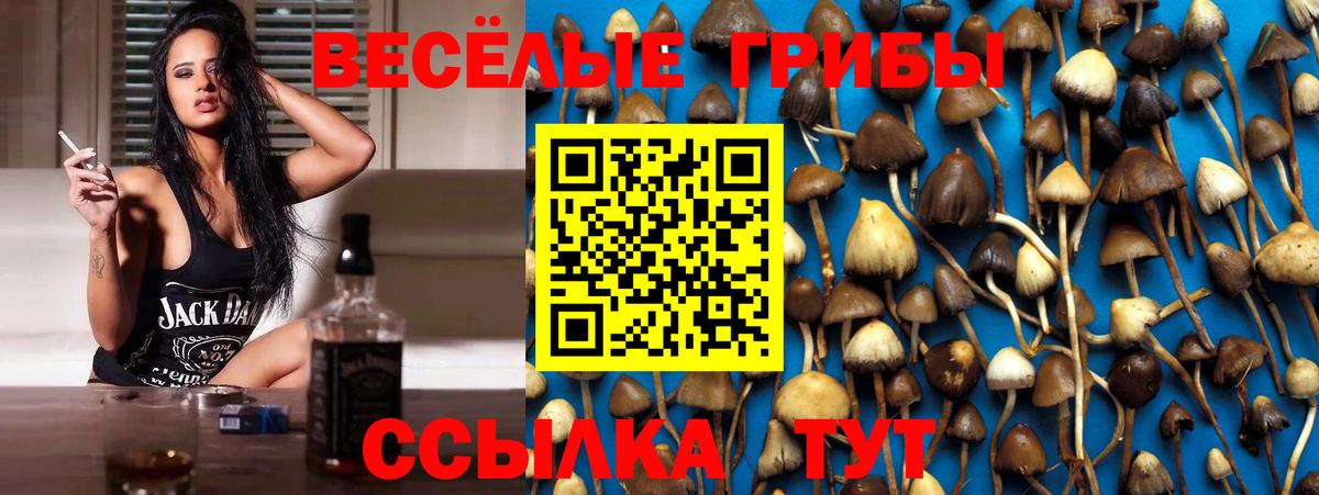 Галлюциногенные грибы Psilocybe Канаш